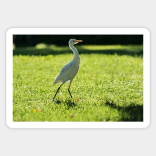 Cattle Egret: Sticker